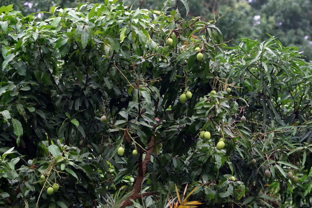 a bunch of fruit hanging from a tree