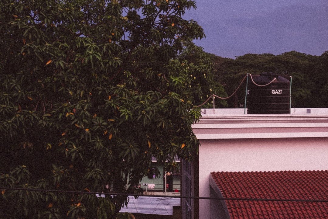 Mango tree with green mangoes in view.