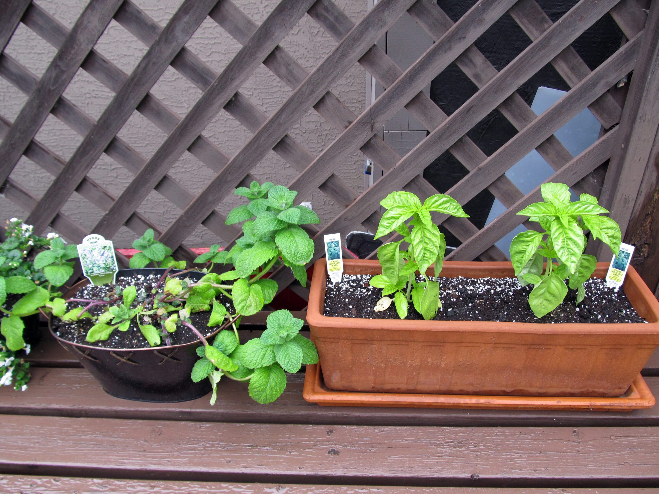 herb garden basics 2