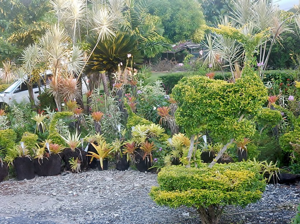 indoor succulents 2