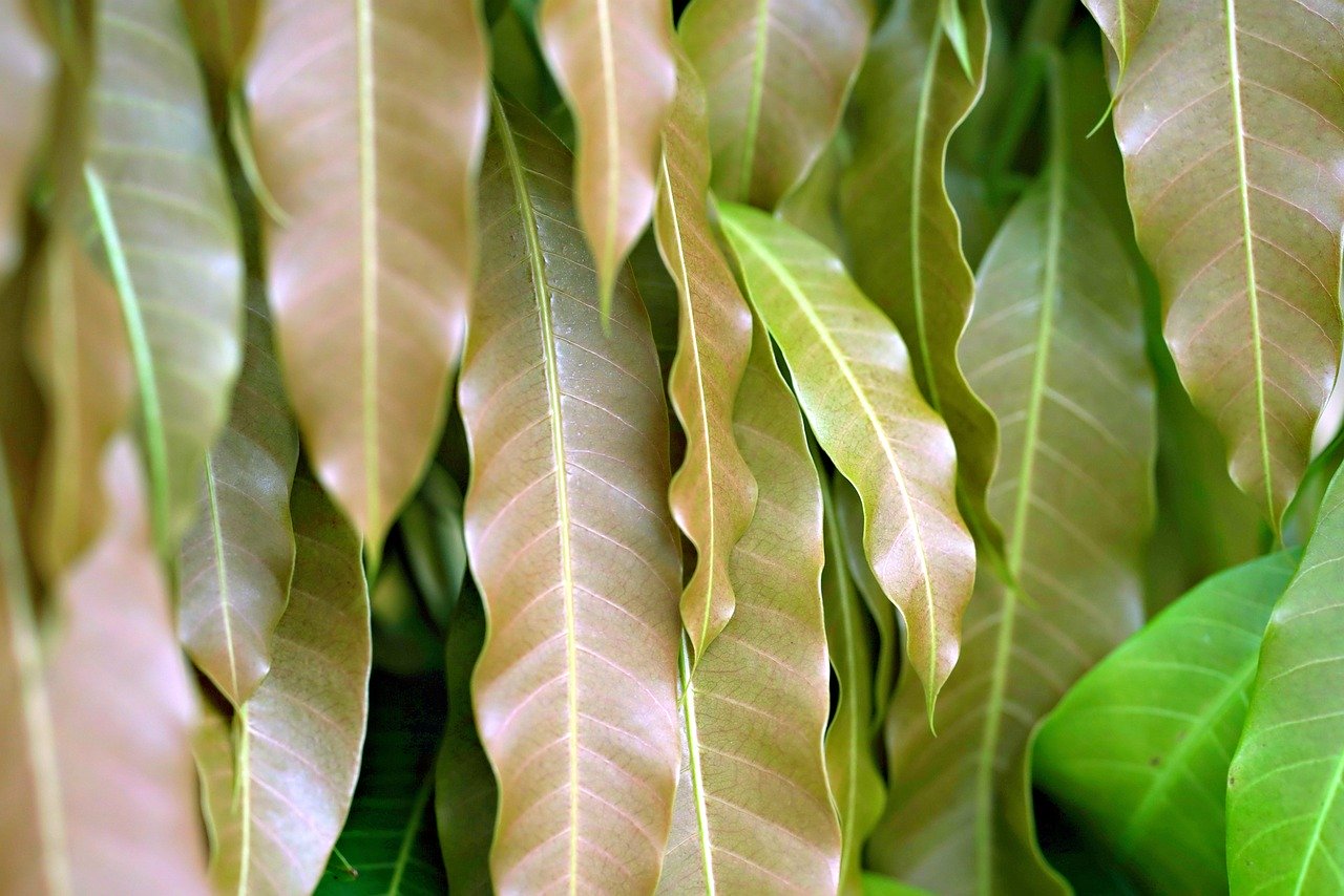 leaves, mango tree, plant, flora, foliage, nature, tree, mango tree, mango tree, mango tree, mango tree, mango tree