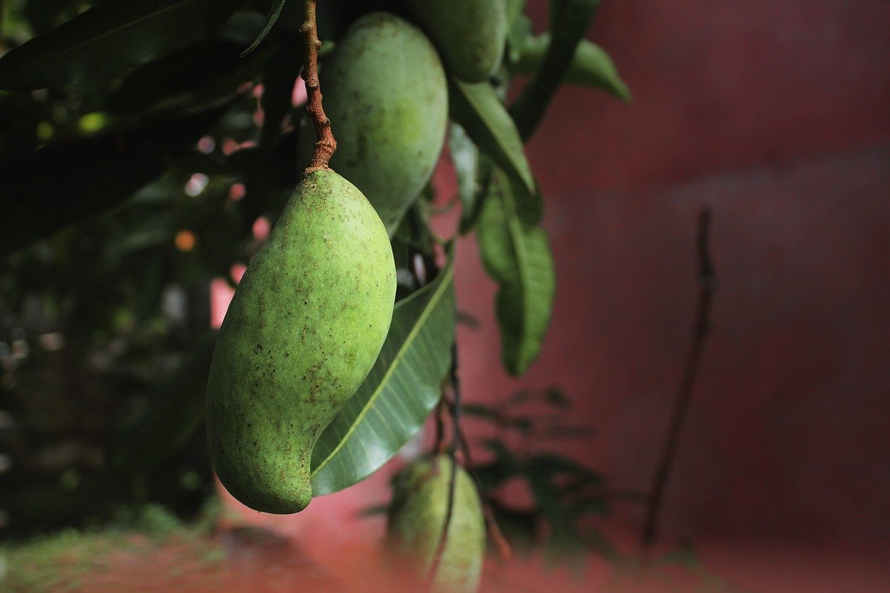 tree, leaves, mango, nature, branch, plant, growth, forest, mango, mango, mango, mango, mango