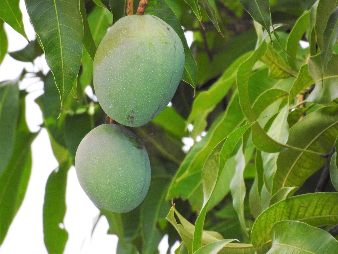 leaves, branch, mango tree, mango leaves, tree, foliage, plant, nature, flora, mango tree, mango tree, mango tree, mango tree, mango tree, mango leaves, mango leaves, mango leaves, mango leaves