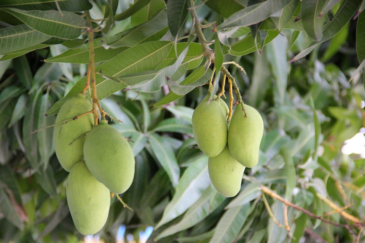 greens, leaves, green leaves, mango tree, mango leaves, tree, leaf, nature, texture, environment, watercolor, plant, green watercolor, mango tree, mango tree, mango tree, mango tree, mango tree, mango leaves, mango leaves