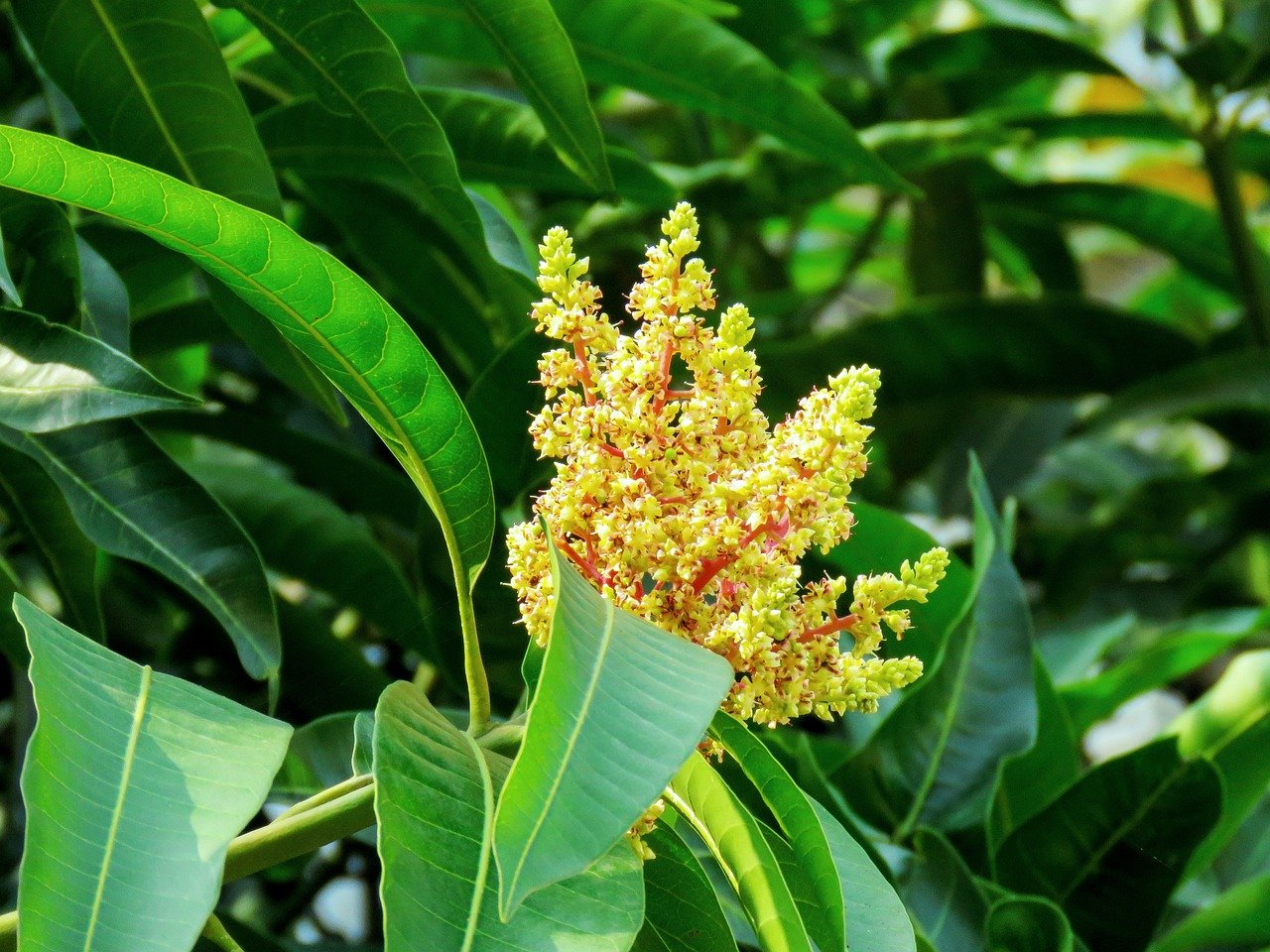 bird, leaves, green, foliage, tree, animal, green mango, avian, wildlife, fauna, mango tree, fruit tree, nature, halsbandsittich, tree, tree, tree, tree, green mango, green mango, mango tree, mango tree, mango tree, mango tree, mango tree