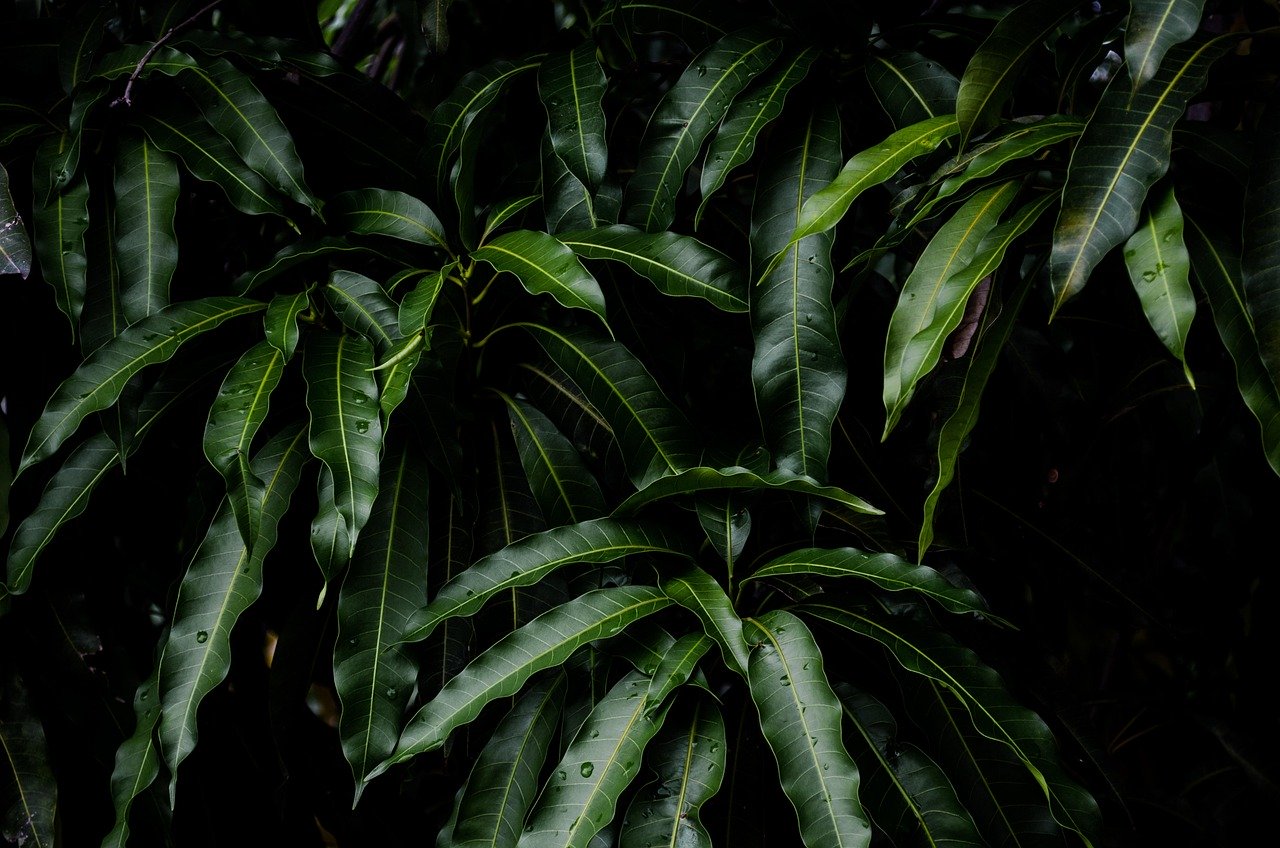 green leaves, nature, mango leaves, plant, mango tree