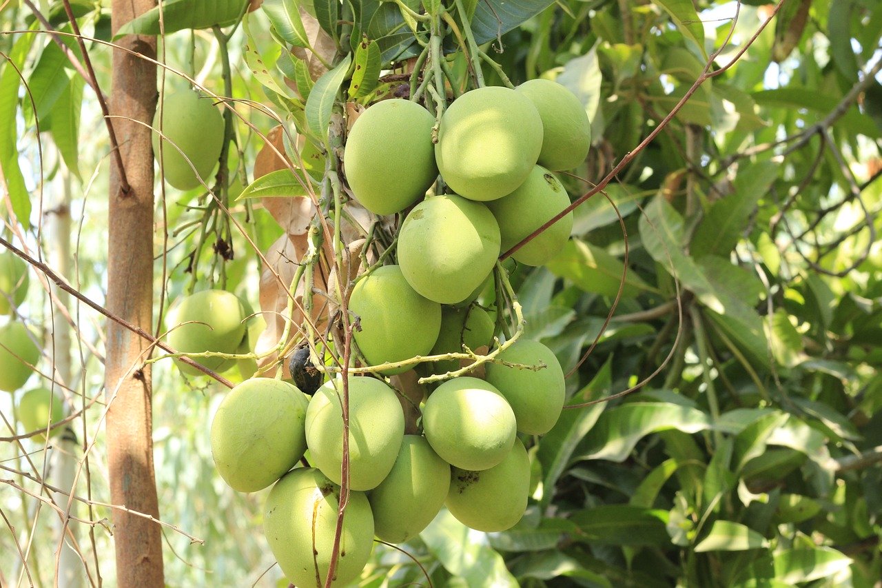 mango tree, open all year round, still blue mango, garden, fruit, nature, mango, tree, green, mango tree, mango tree, mango tree, mango tree, mango tree, mango